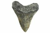 Fossil Megalodon Tooth - North Carolina #346327-2